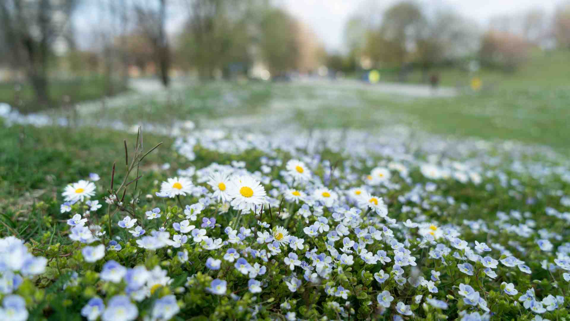 Scusi lei, mi ama o no? Non lo so, ma ho altro per la testa