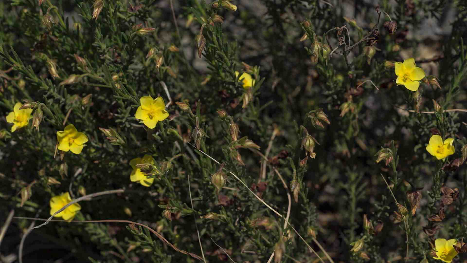 "Fumana", la ragazza del secolo scorso nata libera e cresciuta velocemente