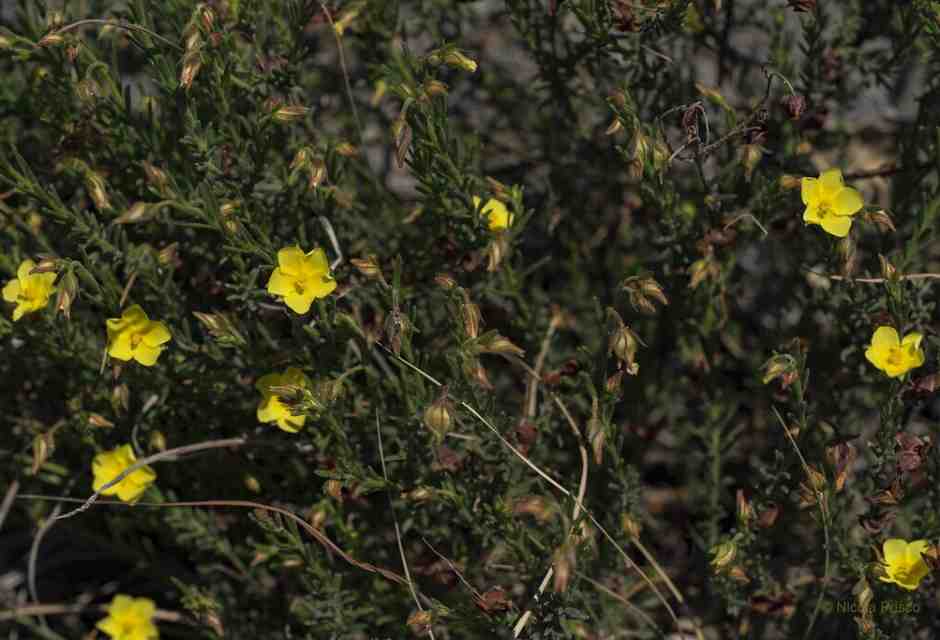 "Fumana", la ragazza del secolo scorso nata libera e cresciuta velocemente
