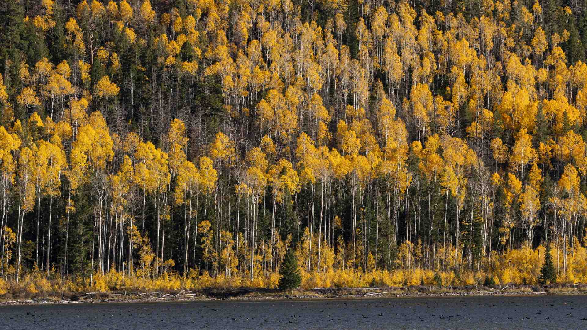Trascorrere 40 mila anni, vivi e vegeti: il caso di Pando in Utah
