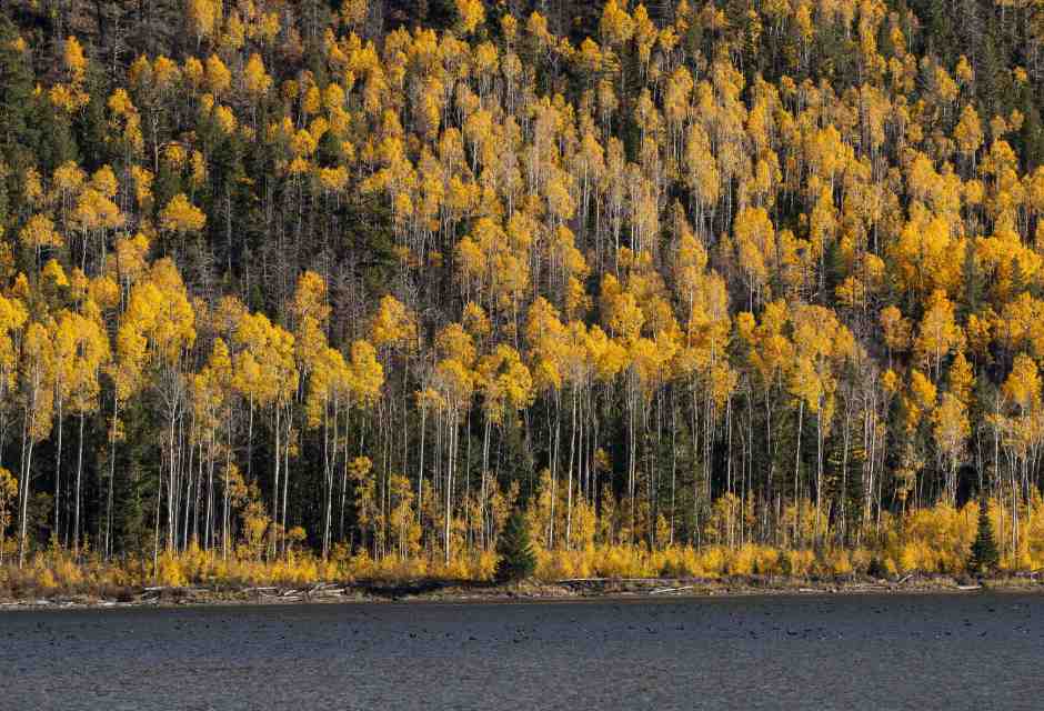 Trascorrere 40 mila anni, vivi e vegeti: il caso di Pando in Utah