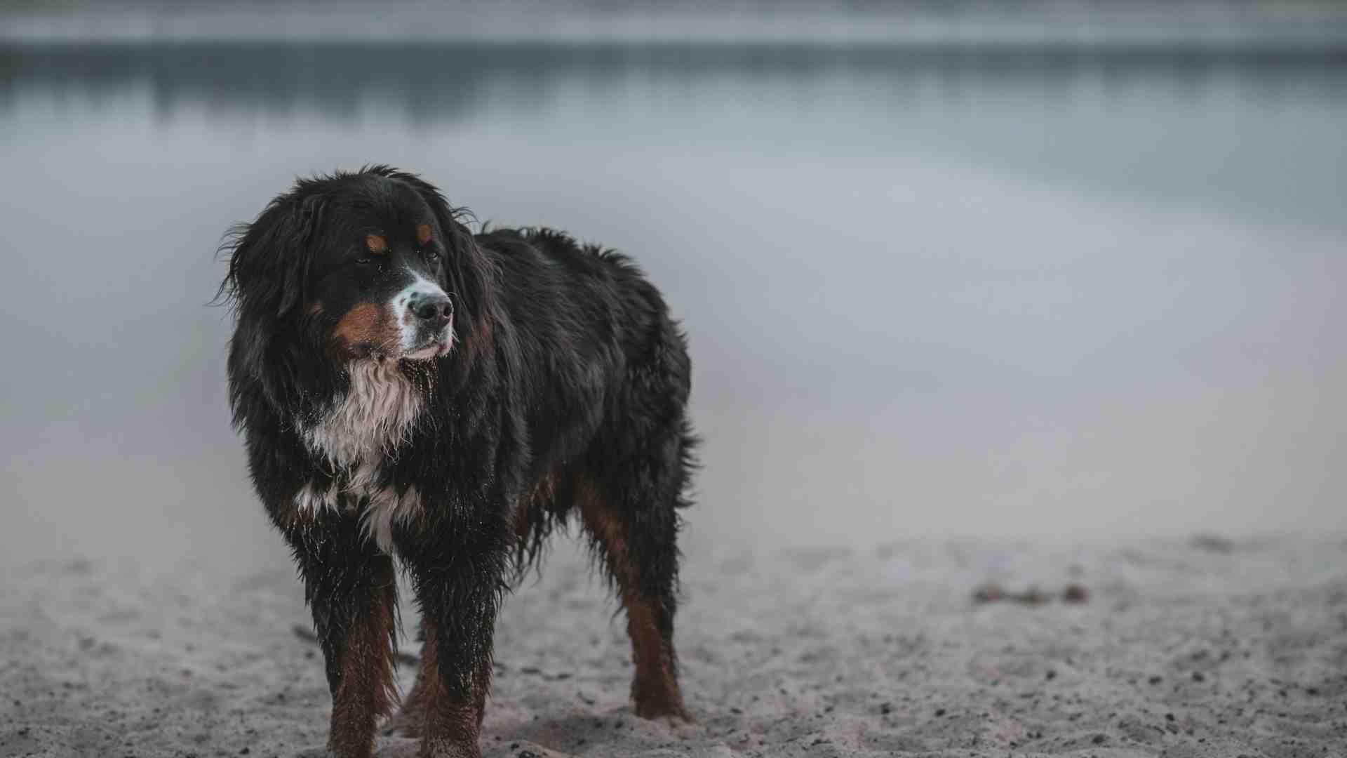 Il cane con l'impermeabile e un'Italia in cui nulla più segue la propria natura