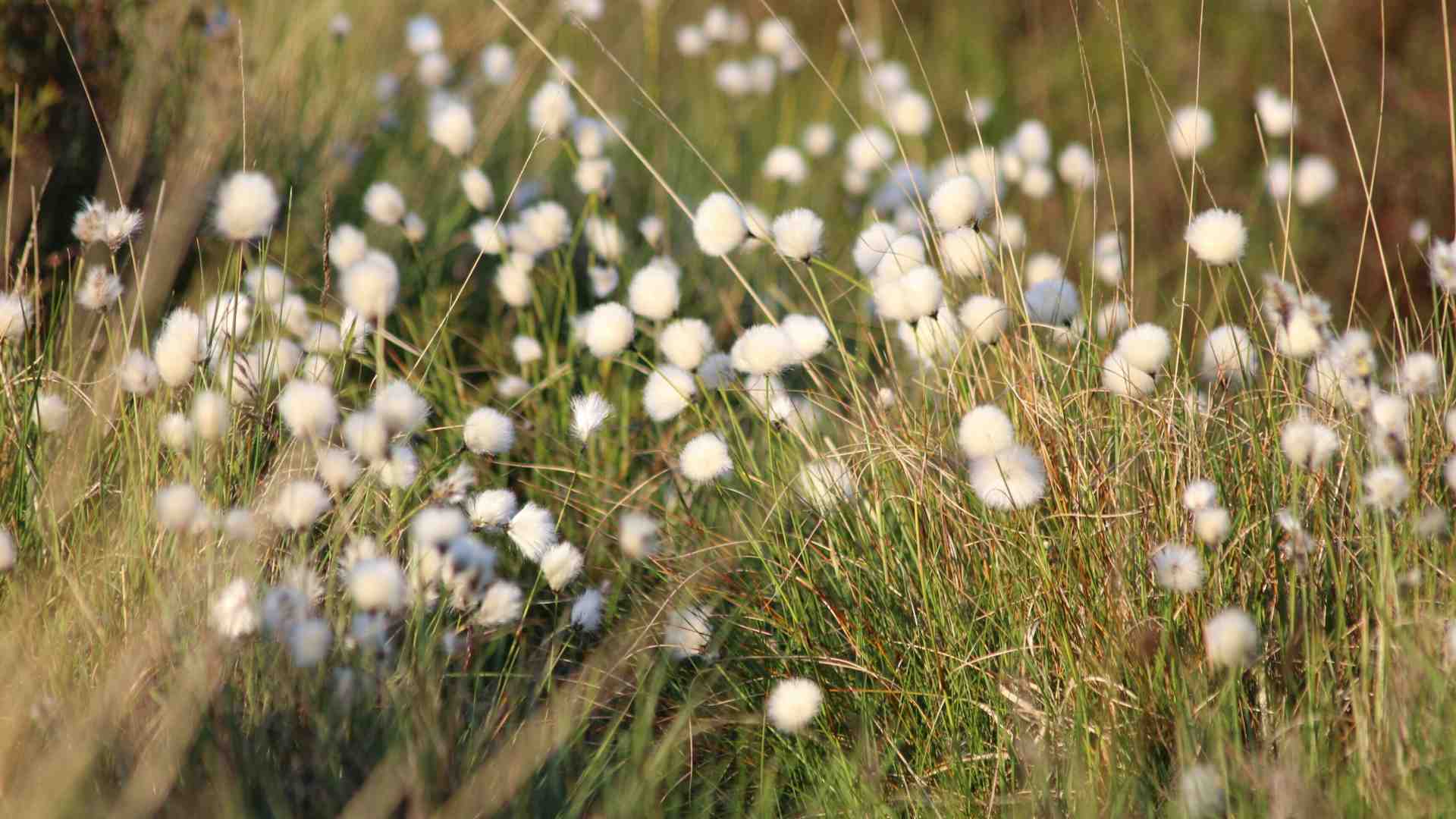 Il party e "La Casa del Collezionista" all'Hotel Eden, i premi Alf con Lella Costa