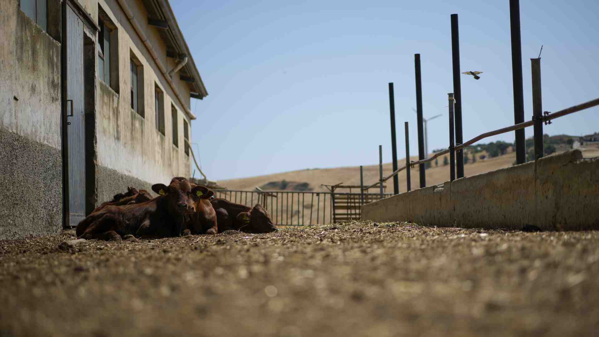 Manca l’acqua in Sicilia, mentre Schifani dà la colpa a Musumeci e Musumeci a Schifani