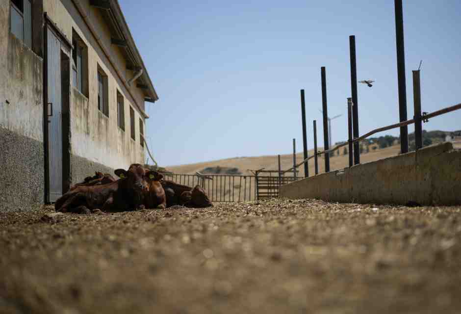 Manca l’acqua in Sicilia, mentre Schifani dà la colpa a Musumeci e Musumeci a Schifani