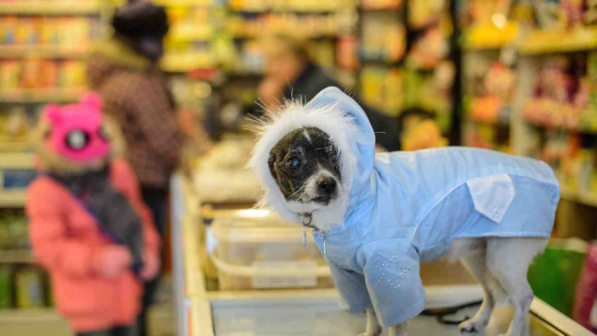 Non c'è speranza, ma non smetterò di scrivere contro l'umanizzazione degli animali