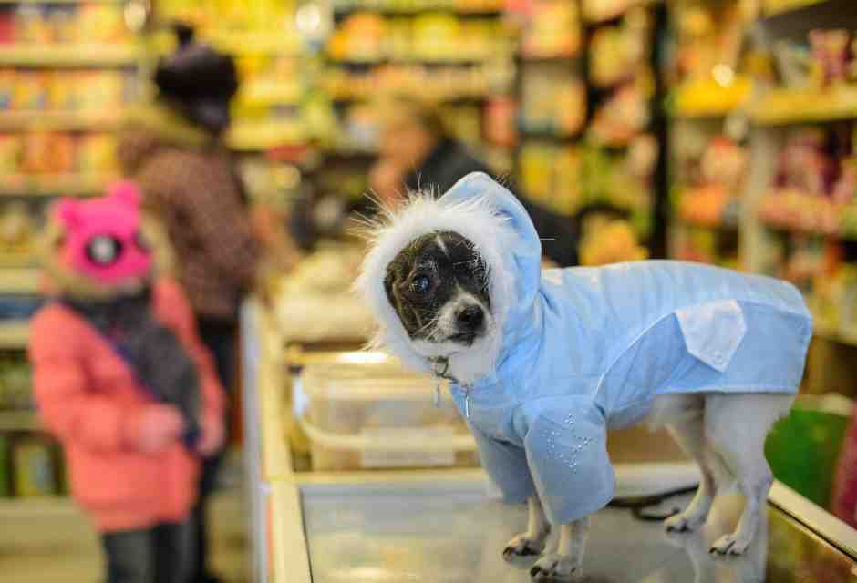 Non c'è speranza, ma non smetterò di scrivere contro l'umanizzazione degli animali