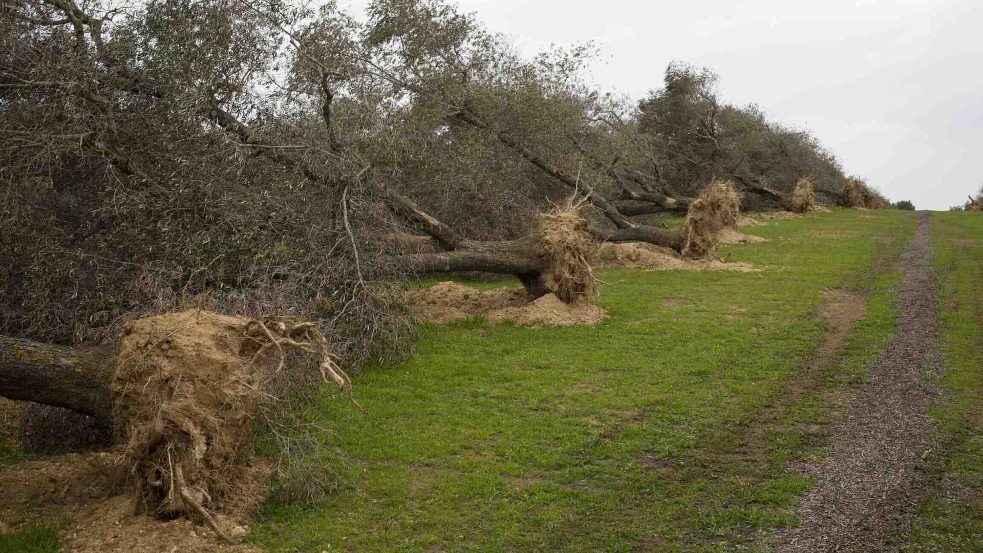 A Bari, l’assessore alla legalità è in quota Xylella