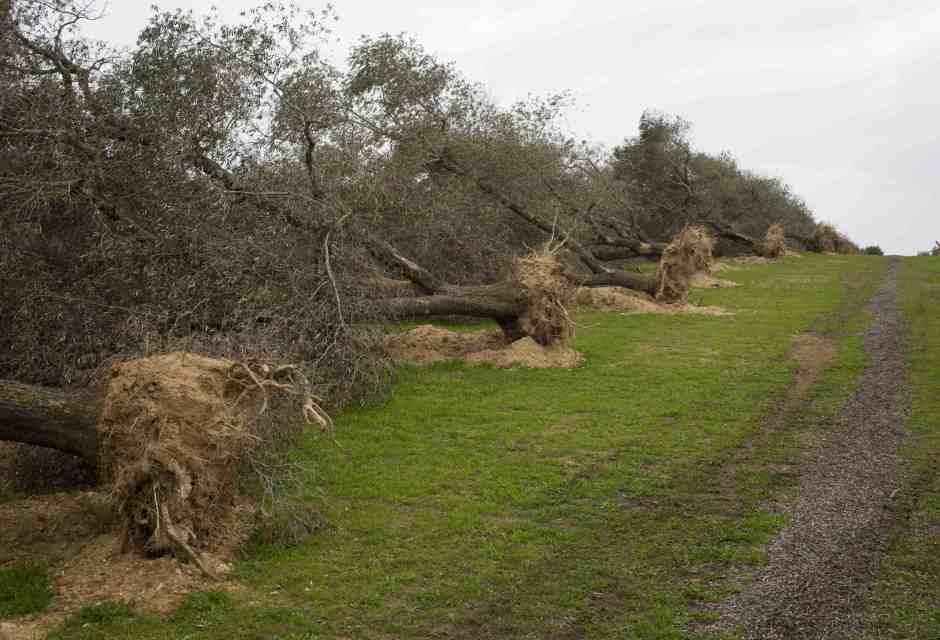 A Bari, l’assessore alla legalità è in quota Xylella