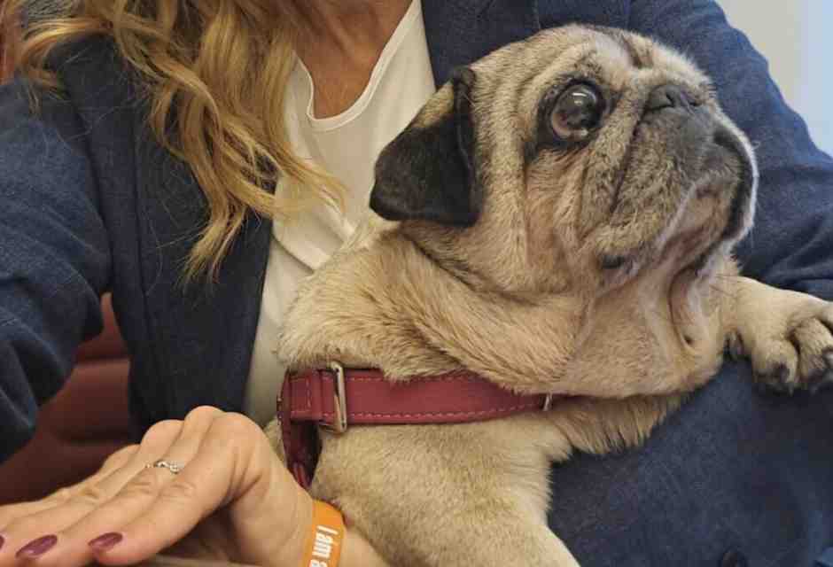 Animali in Parlamento? Sì, ma solo se eletti