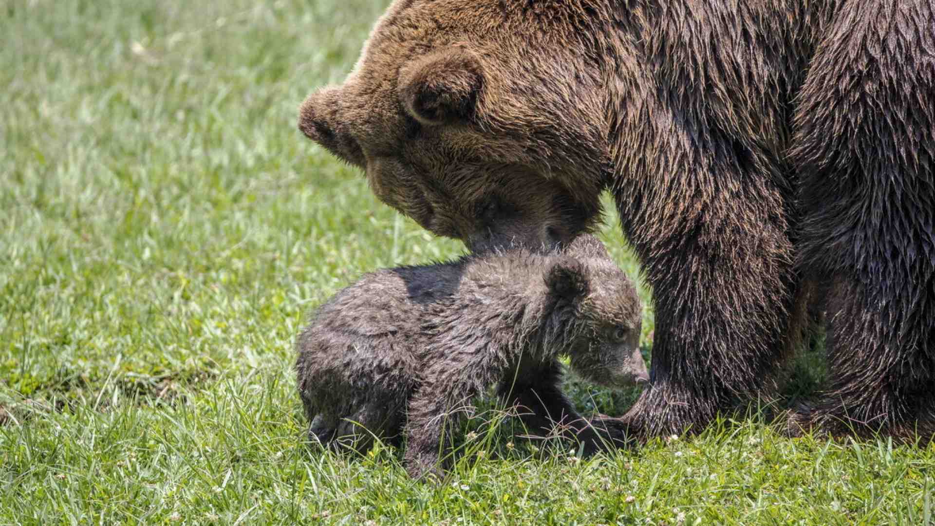 Abrogare orsi e lupi?