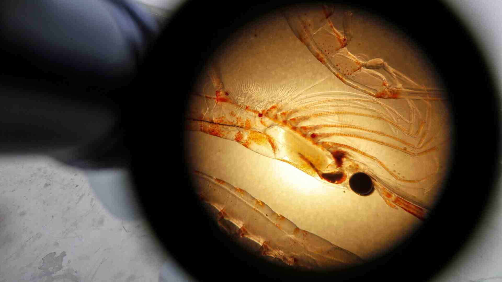 Pechino è green? Chiedetelo ai krill