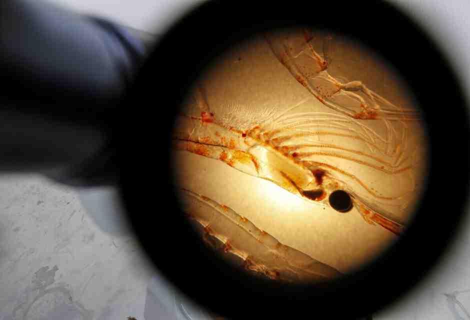 Pechino è green? Chiedetelo ai krill