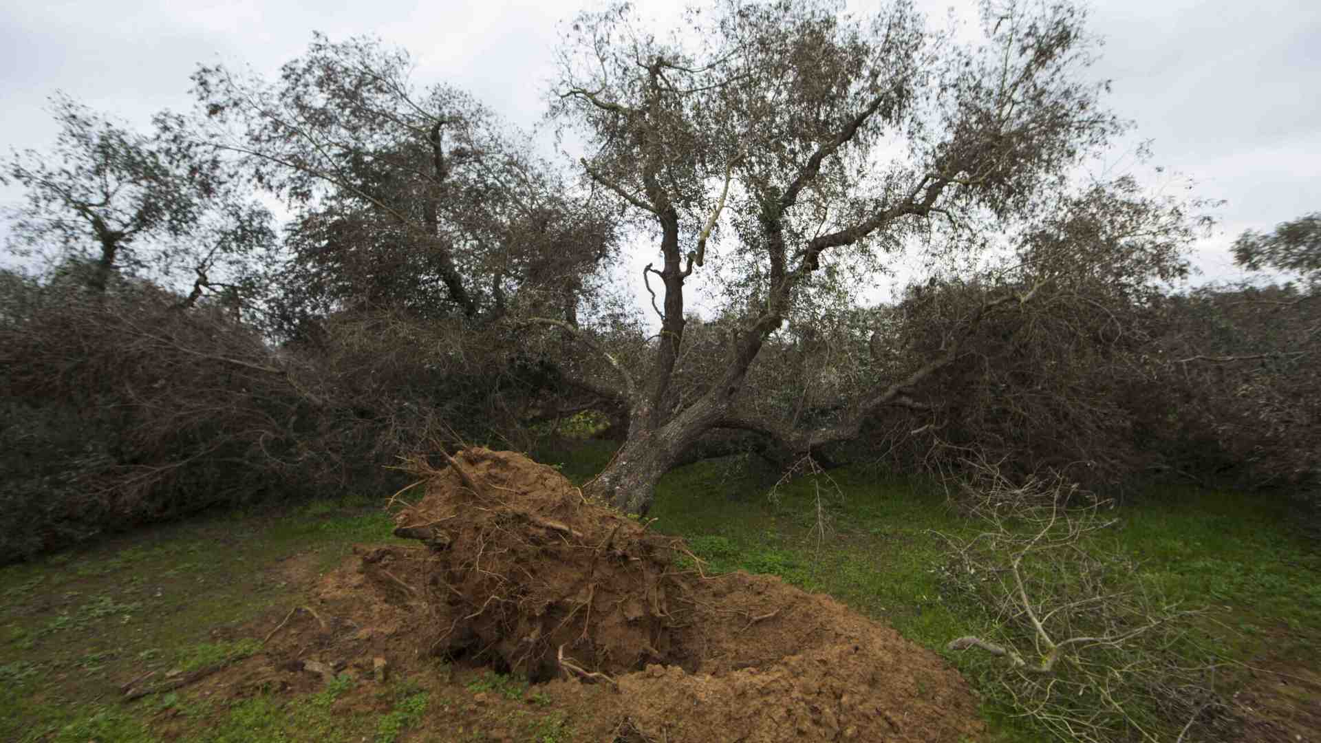 Come combattere Xylella usando l'Rna