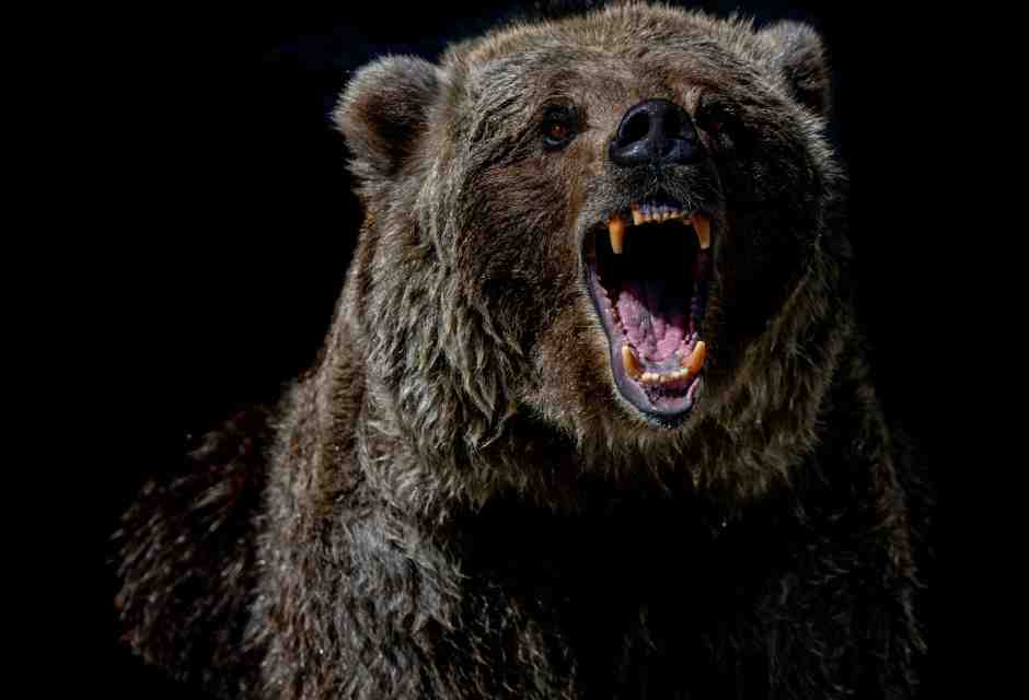 Quella che vota contro gli orsi in Trentino è la democrazia che funziona