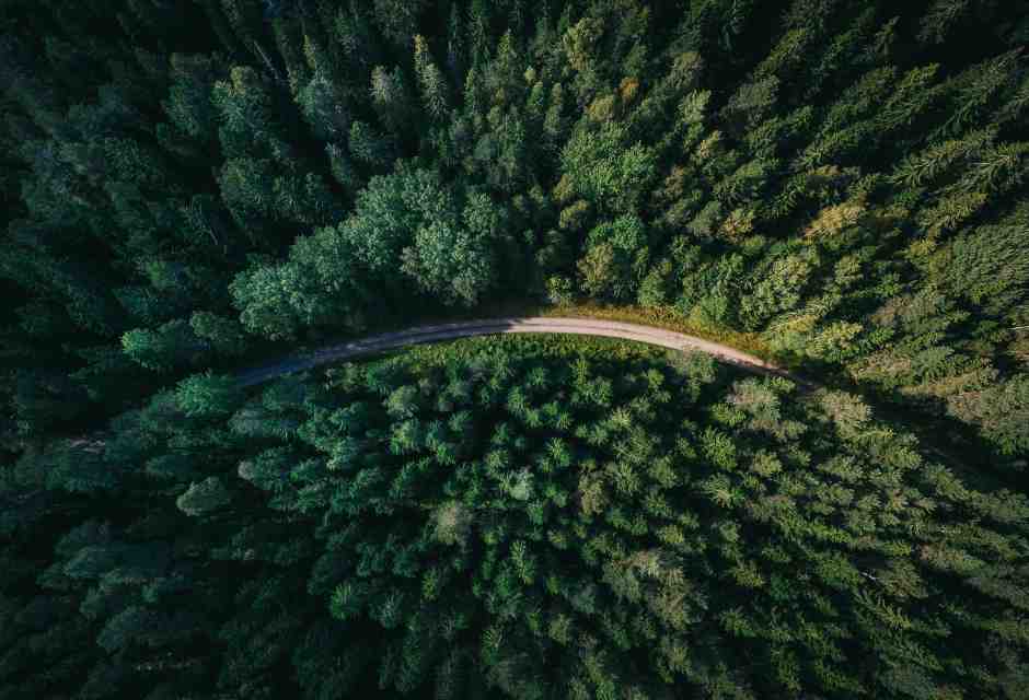 Di cosa parliamo quando parliamo di "riforestarazione"