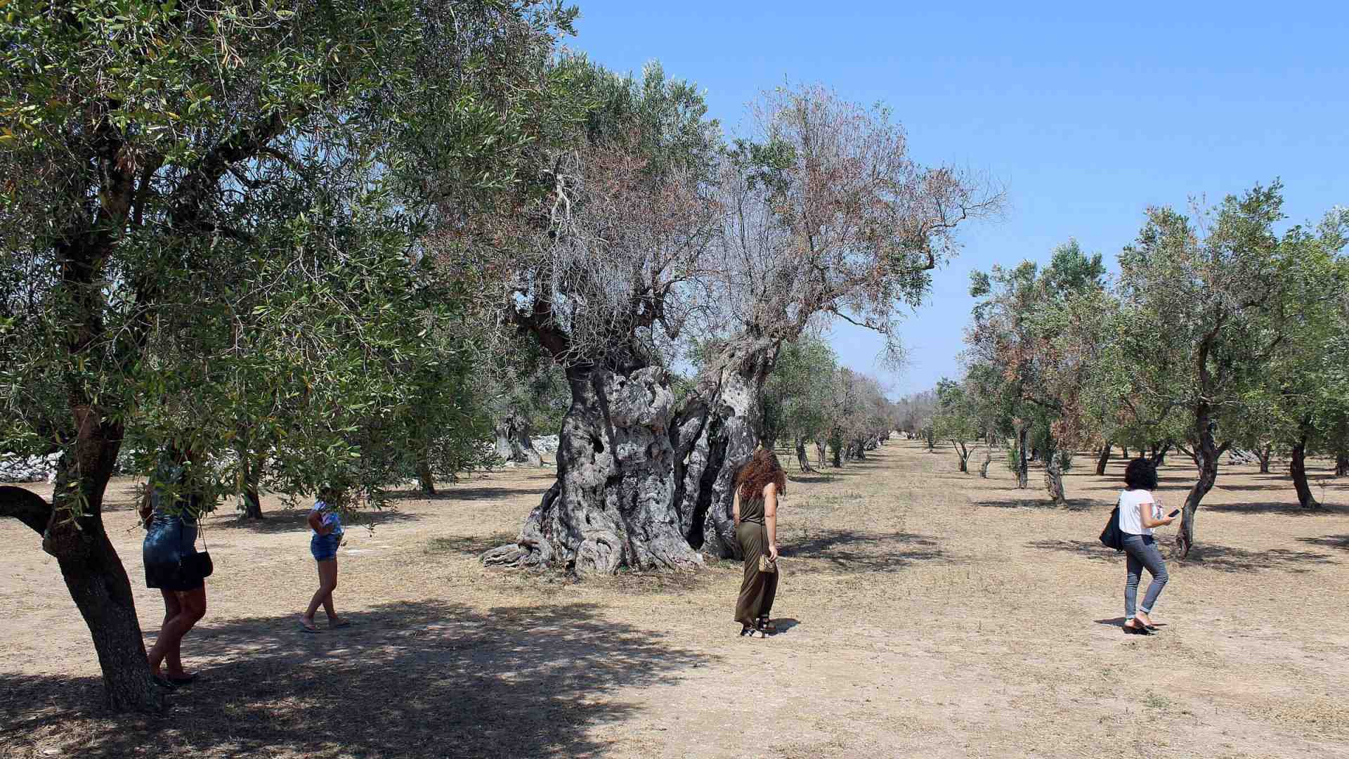 Come resistere alla Xylella