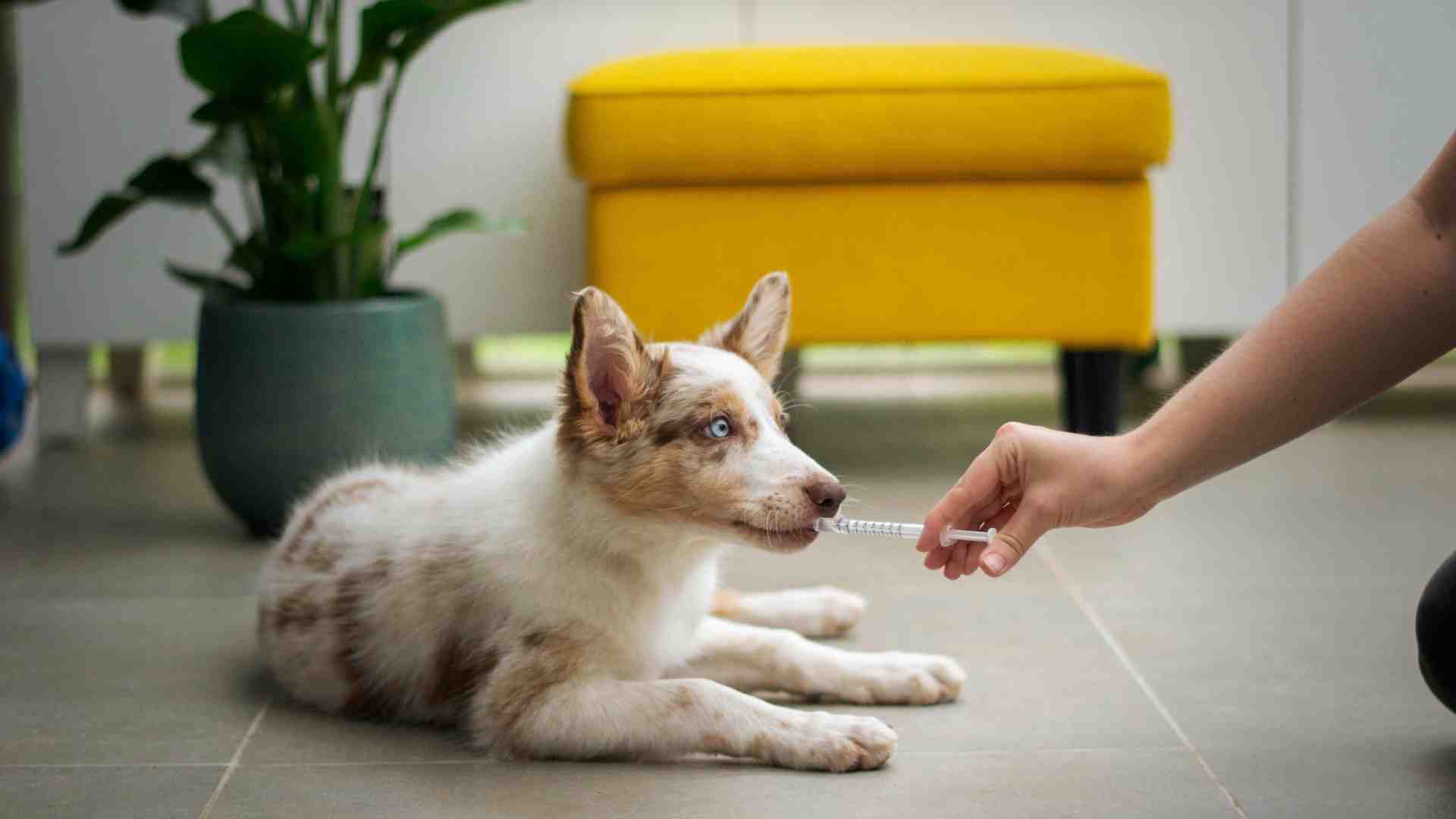 Per diventare grandi bisogna ricordarsi la medicina del cane. Ma che disperazione