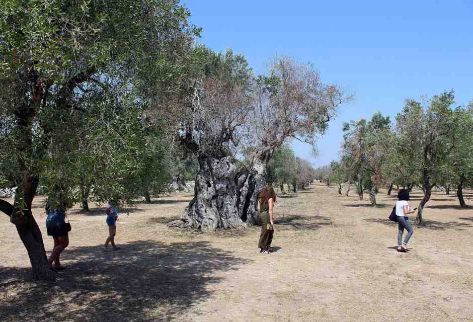Come resistere alla Xylella