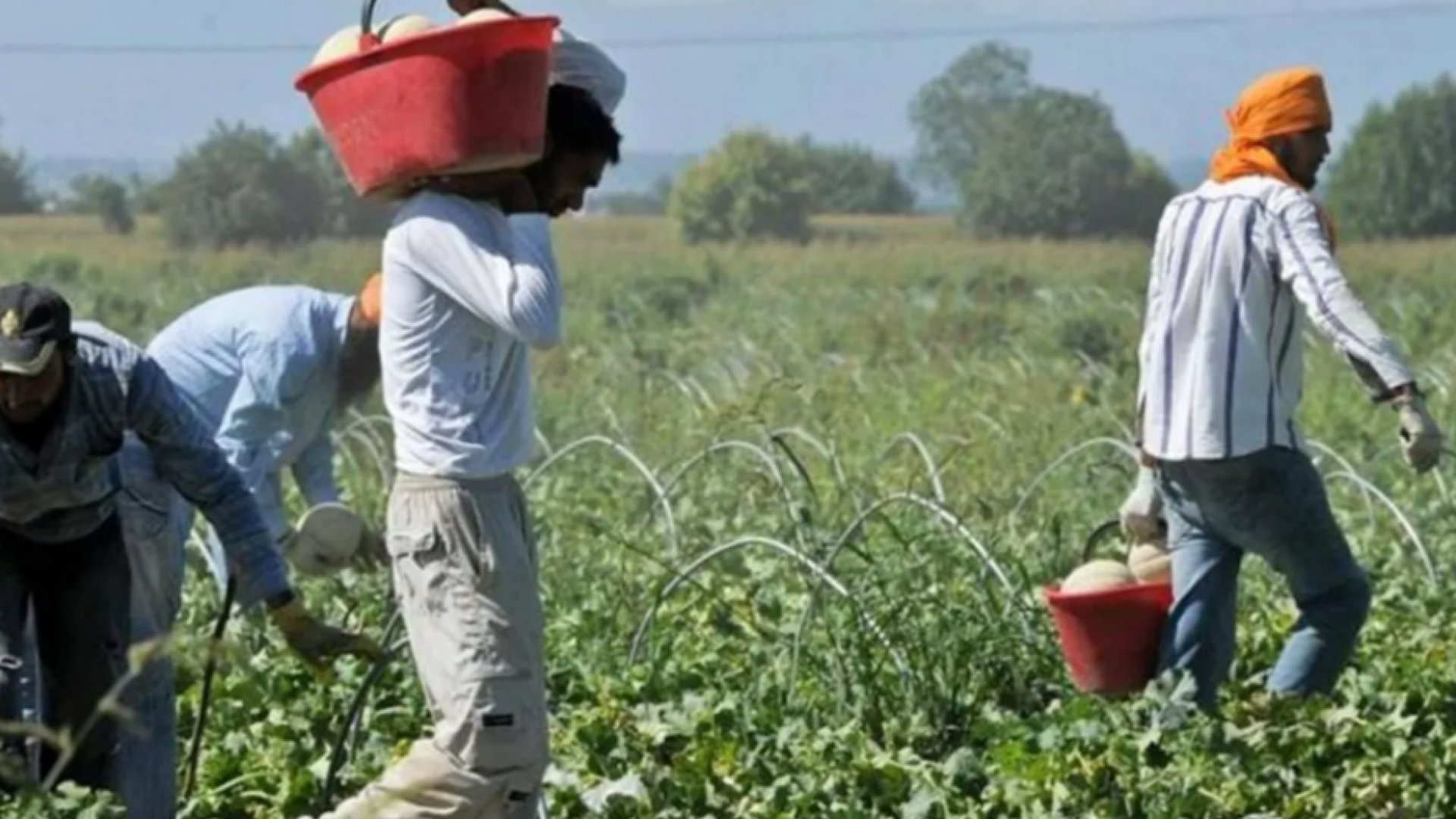 Startup africane e imprese italiane dialogano sull'agricoltura sostenibile