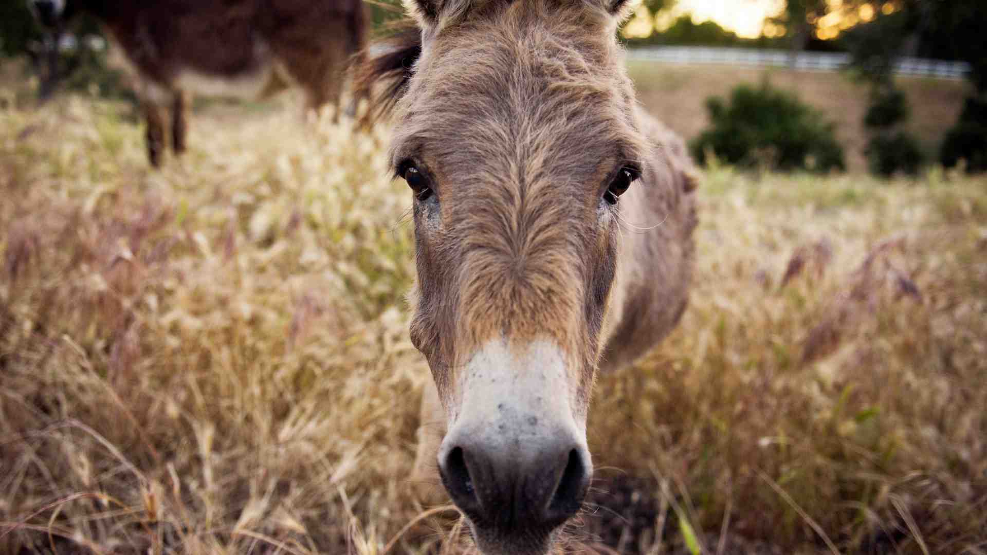 Non ci sarà un po' di ipocrisia sui mulatti?