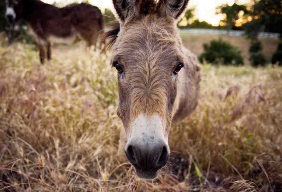 Non ci sarà un po' di ipocrisia sui mulatti?