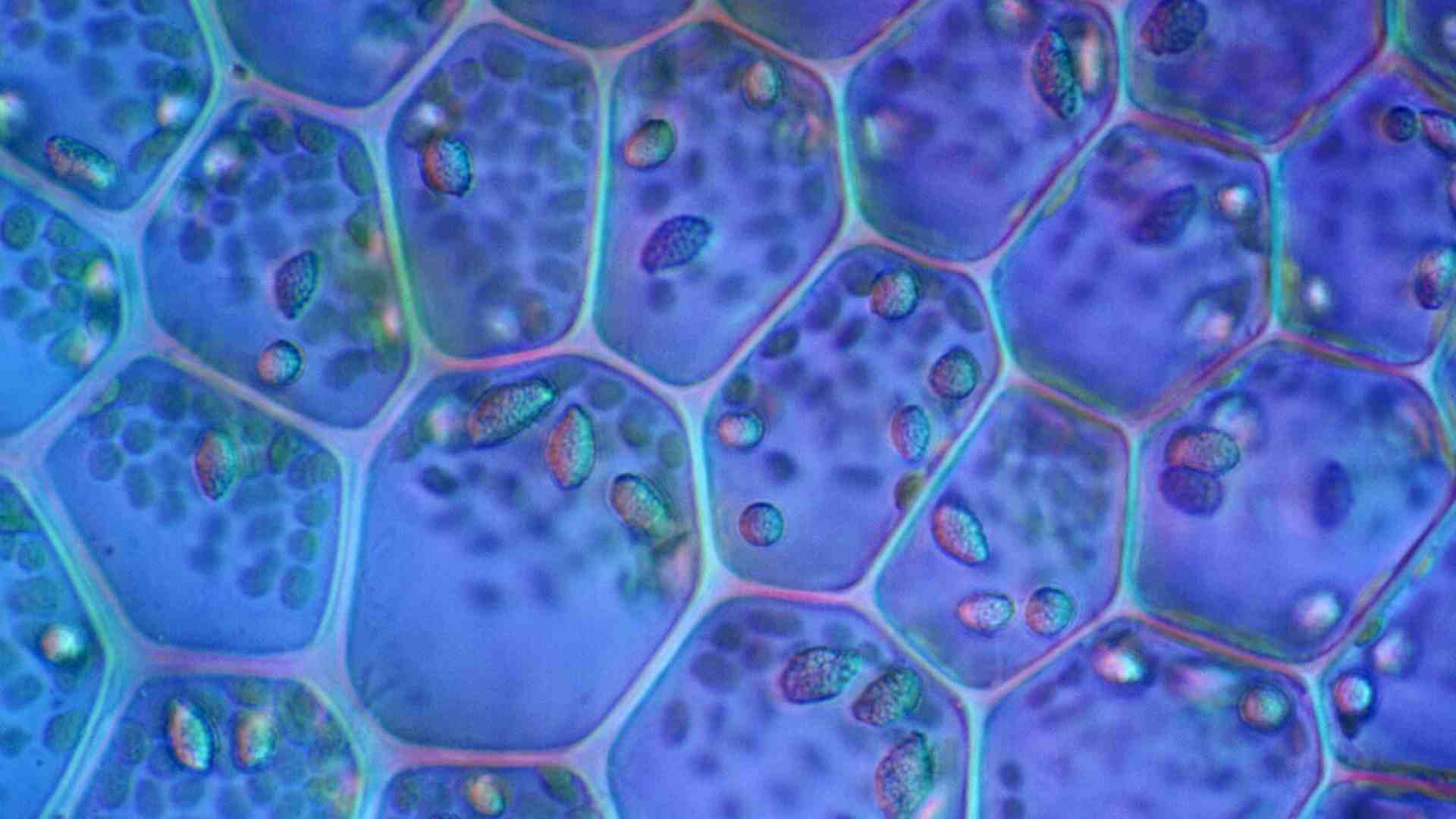 La memoria del corpo: le cellule non neuronali possono imparare e ricordare