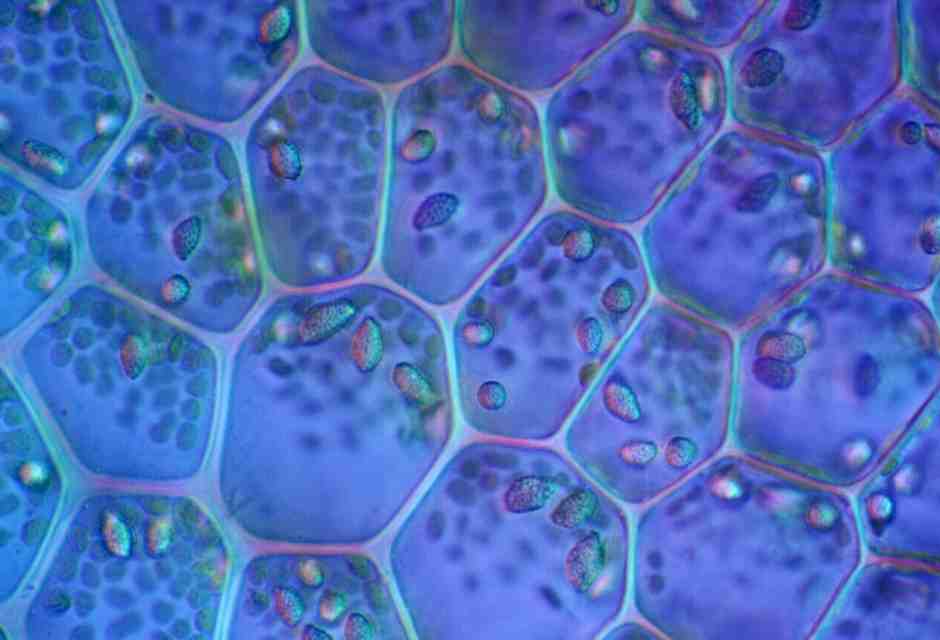 La memoria del corpo: le cellule non neuronali possono imparare e ricordare