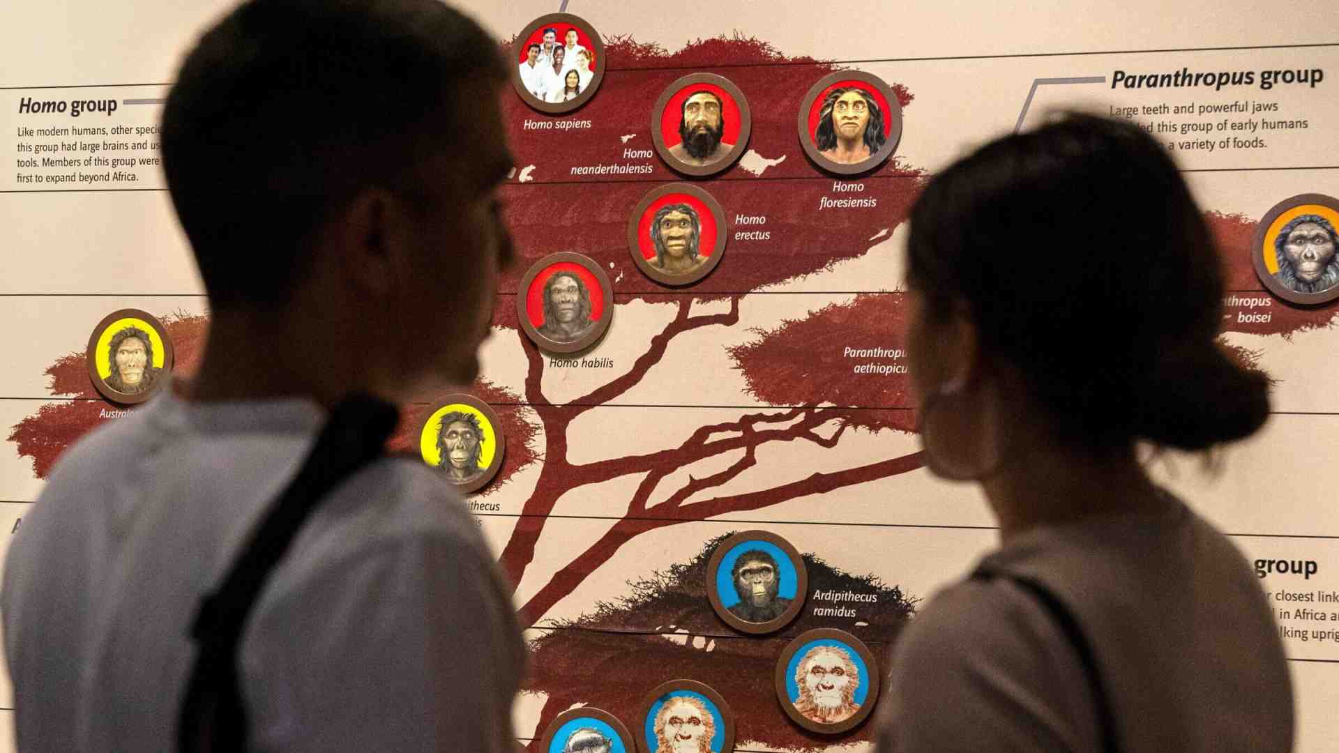 Evoluzione ad albero o a rete? Dipende da cosa studiamo