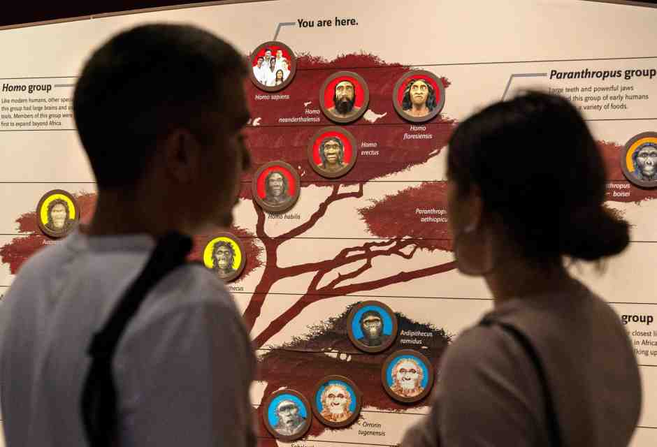 Evoluzione ad albero o a rete? Dipende da cosa studiamo