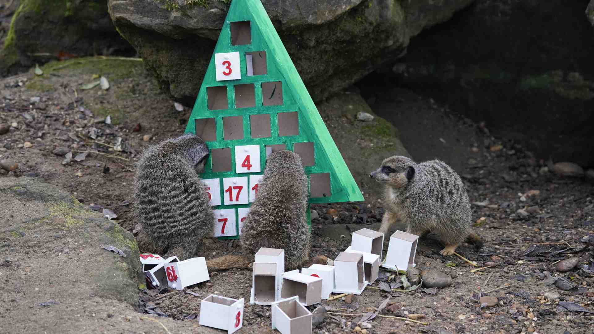 Il problema antropologico dei calendari dell'Avvento per animali