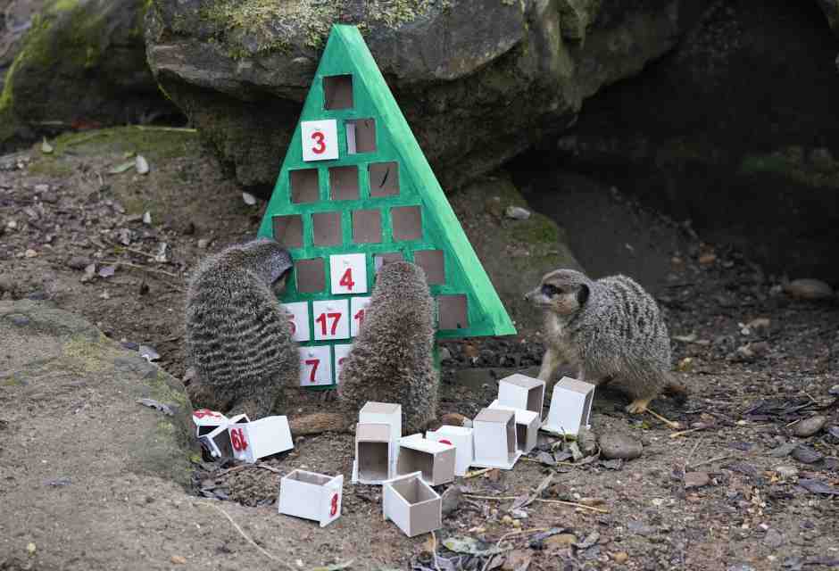 Il problema antropologico dei calendari dell'Avvento per animali