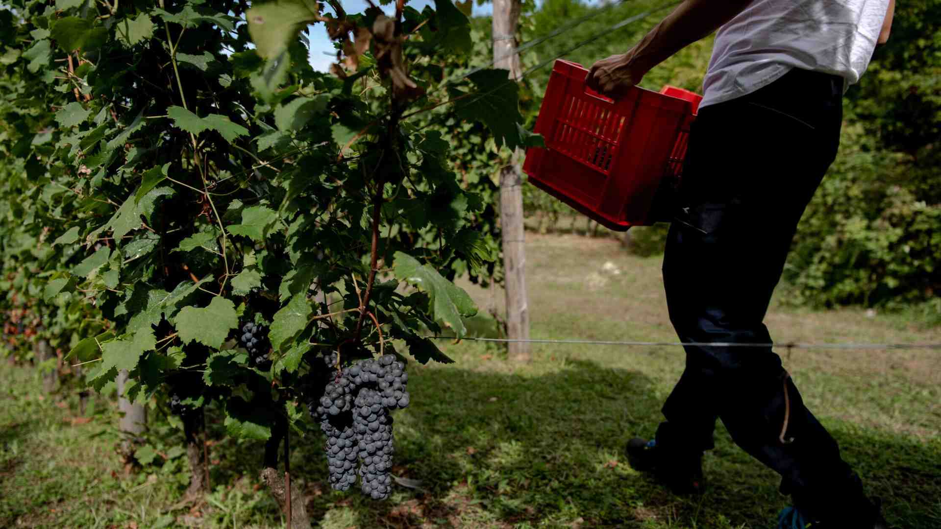 La débâcle della biodinamica in vigna