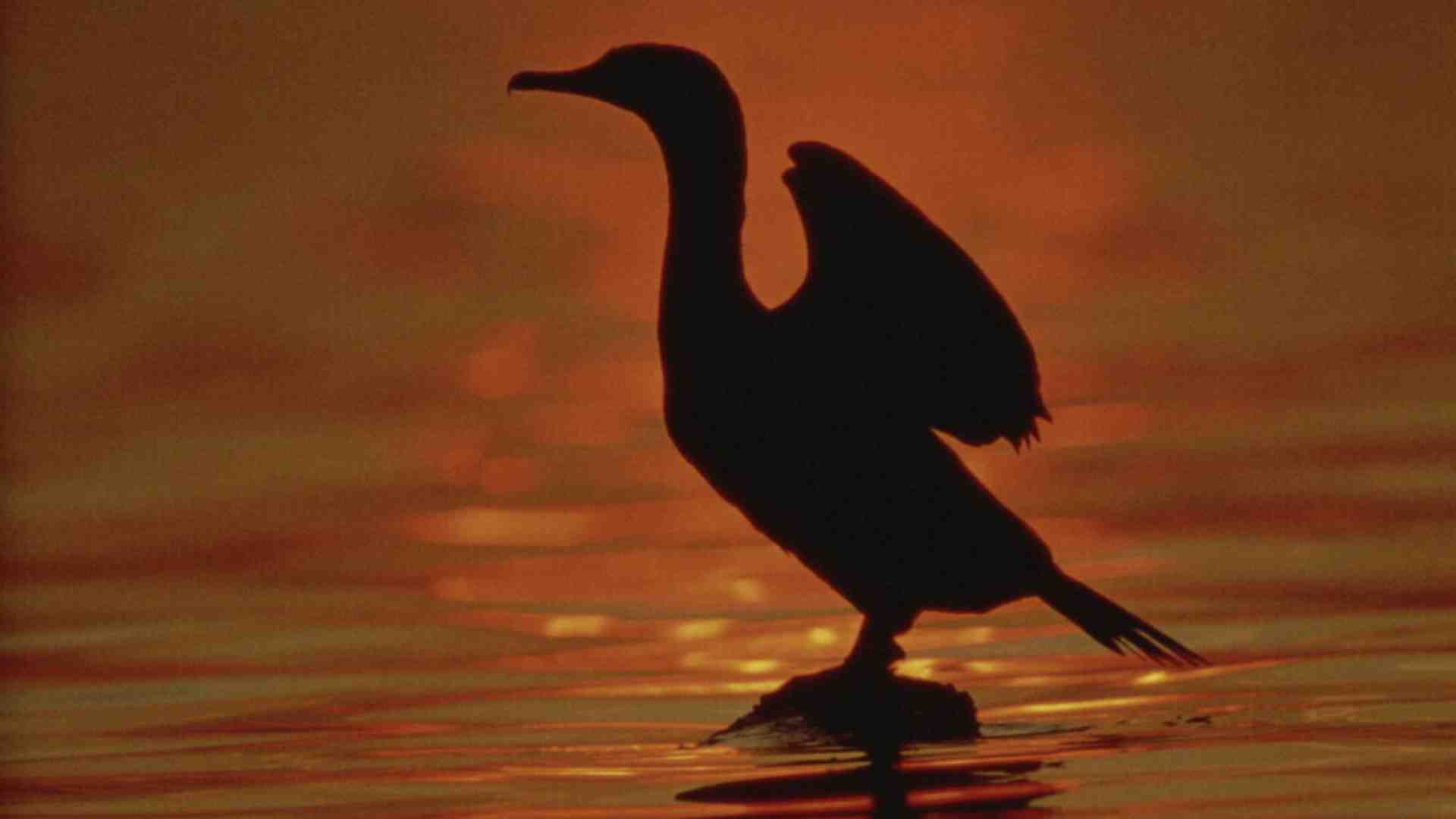 Si può perdere la fiducia negli esseri umani, ma come si può perderla nei cormorani?