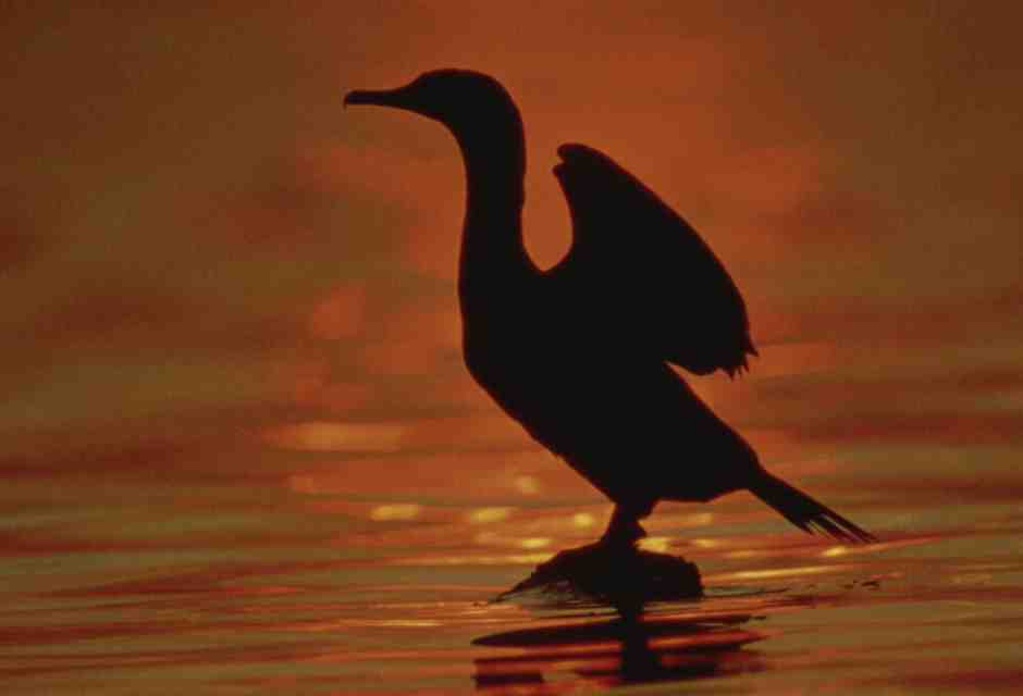 Si può perdere la fiducia negli esseri umani, ma come si può perderla nei cormorani?