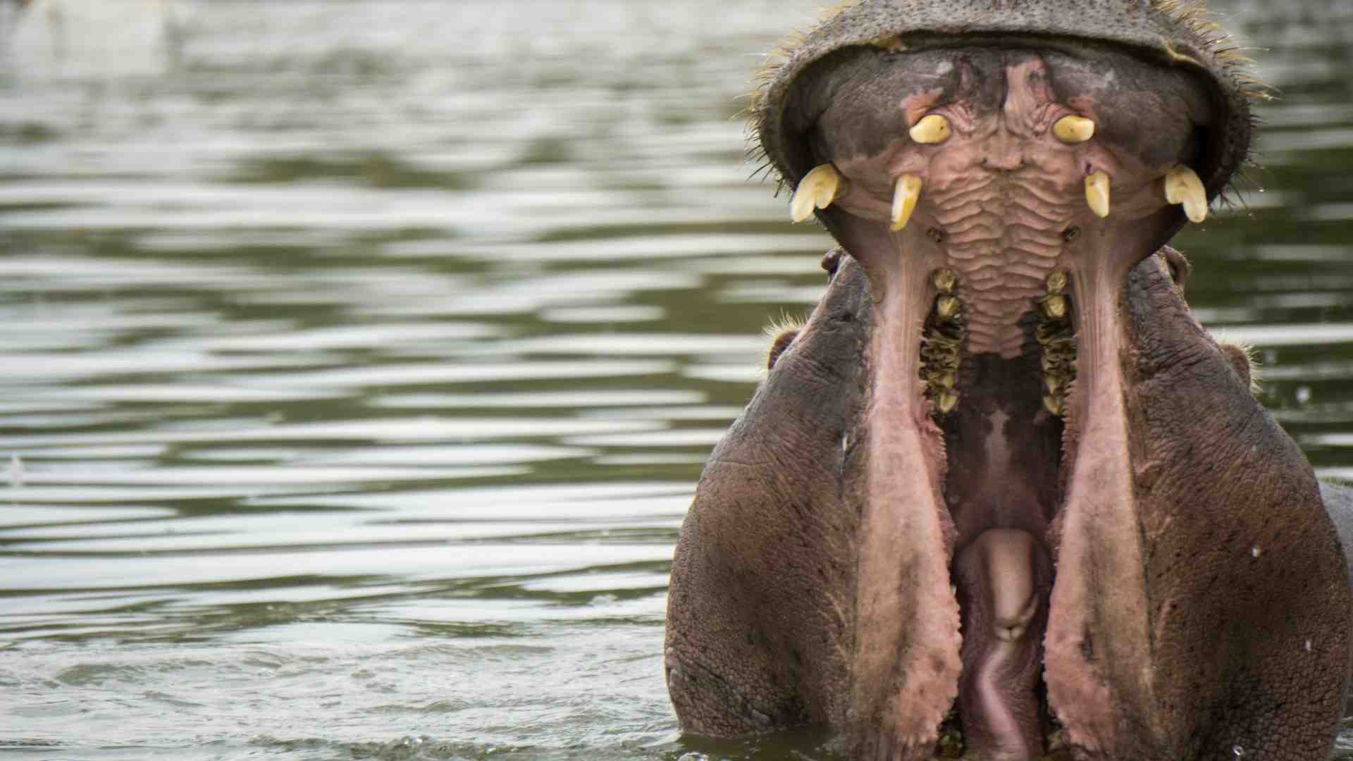 Il ragazzo che si slogava la mascella sbadigliando