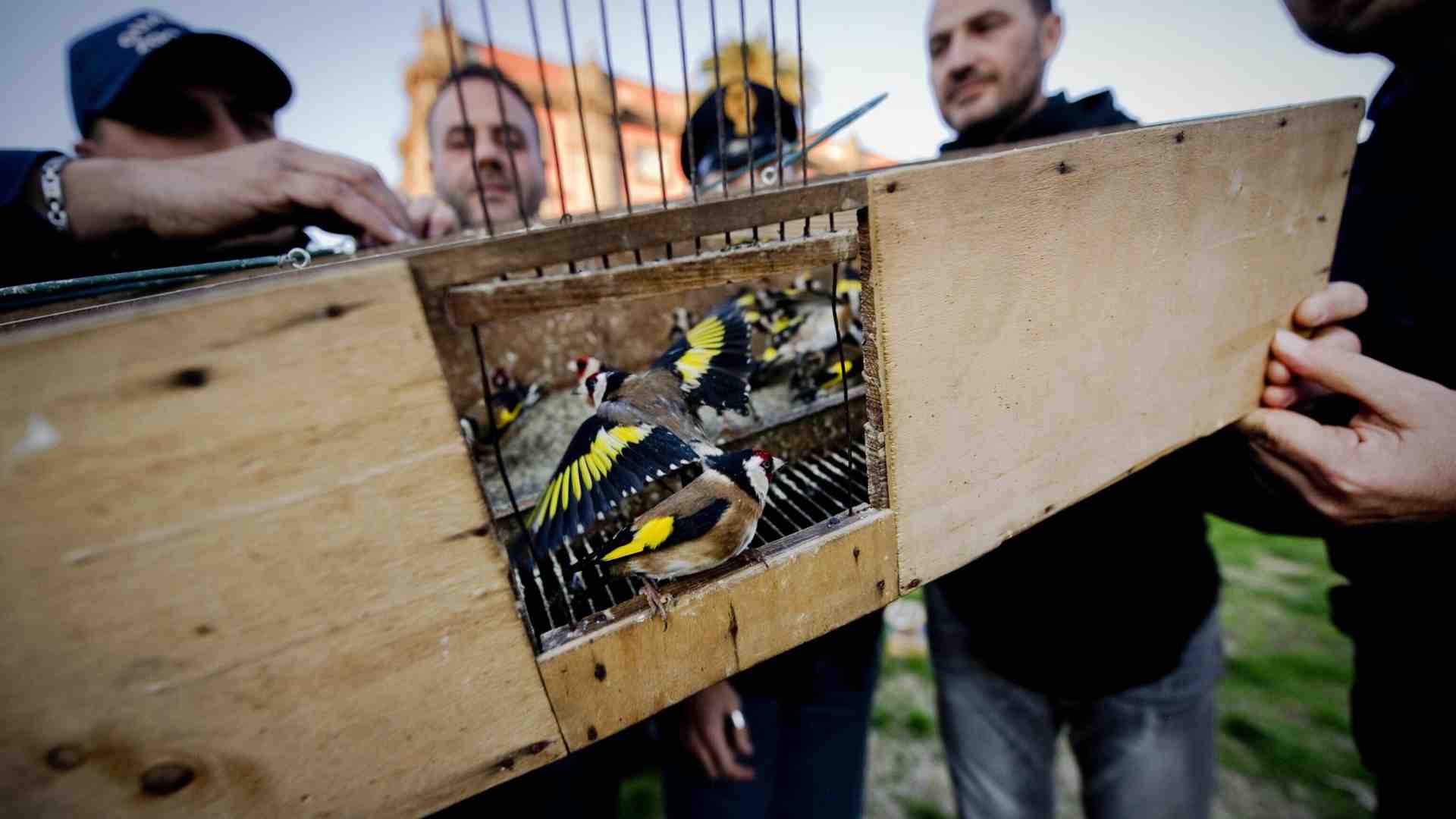 Non c’è Napoli senza cardillo