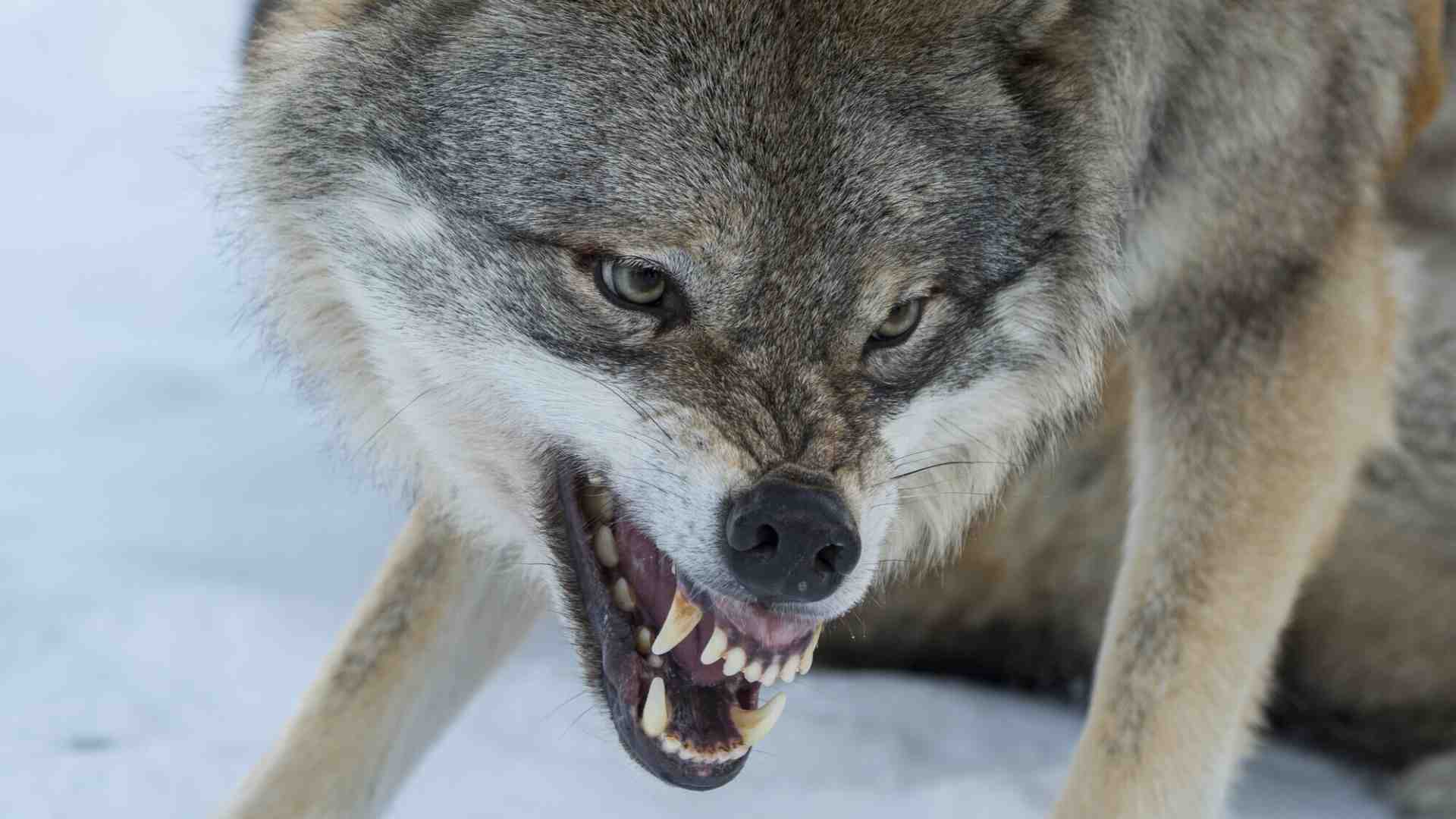 Primo piano di un lupo grigio dominante (Canis lupus) che ringhia in un parco faunistico nella Norvegia (Foto di Wolfgang Kaehler/Getty Images) <br />