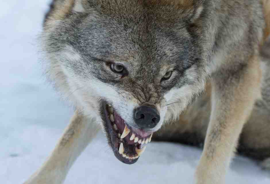 Al lupo, al lupo! C’è bisogno di una nuova idea di natura selvaggia