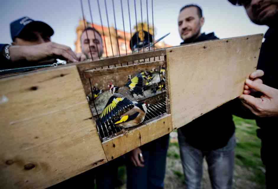 Non c’è Napoli senza cardillo