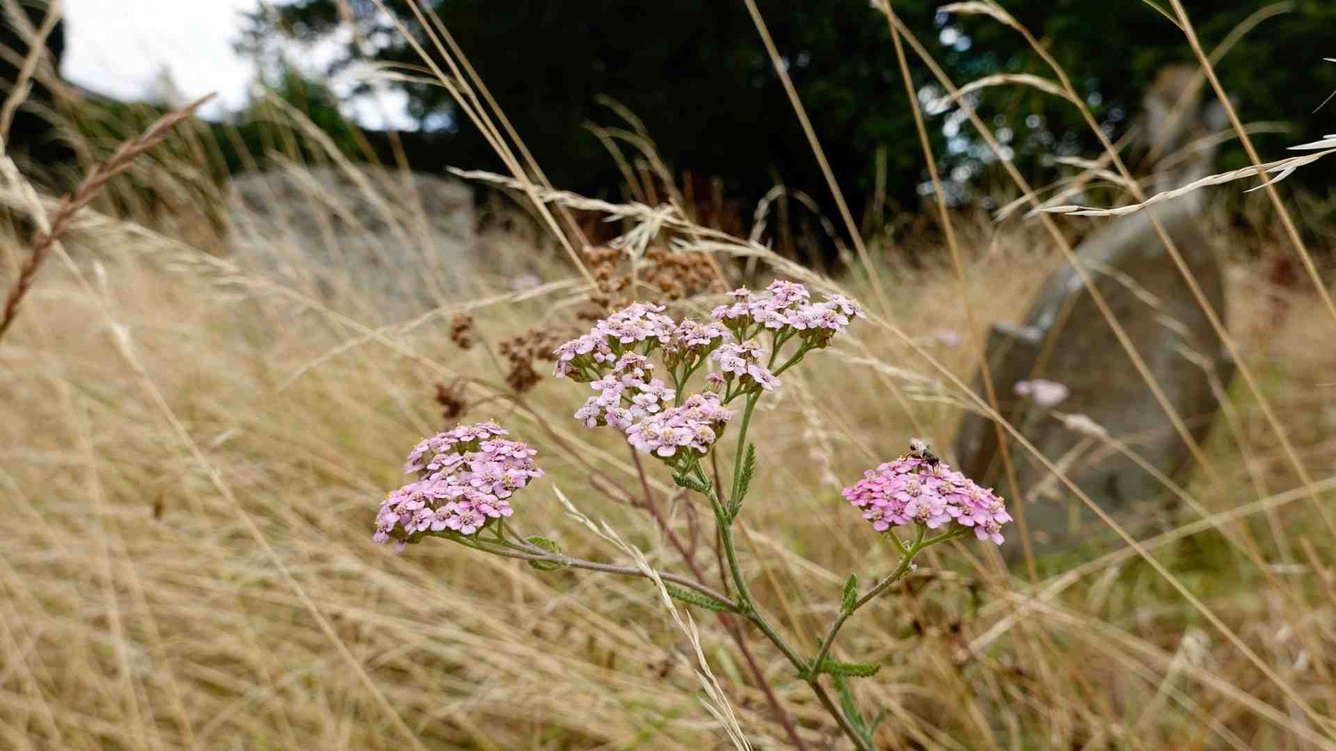 Vendesi cimitero abbandonato, per non pensare al nostro presente agitato