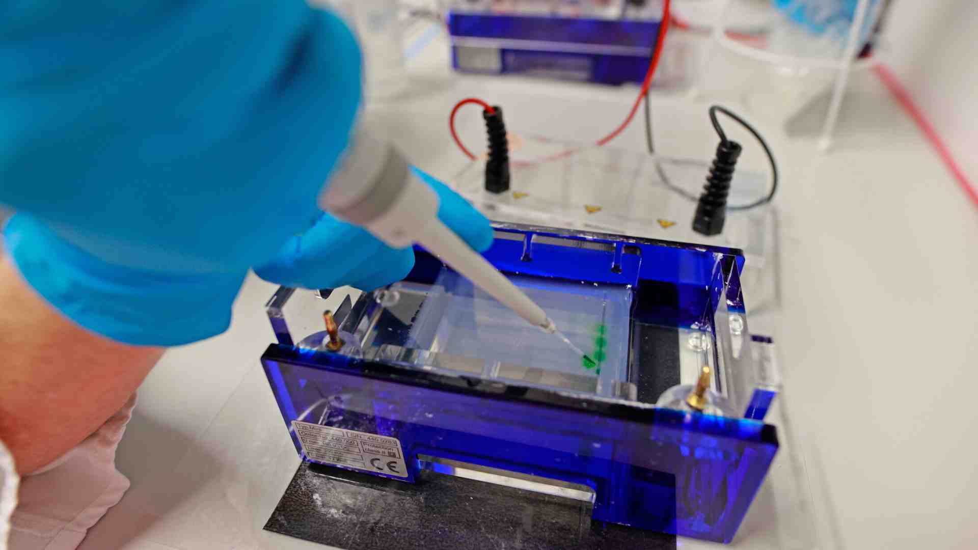 Il grande successo delle cellule sintetiche