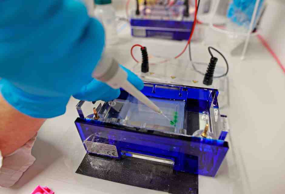 Il grande successo delle cellule sintetiche