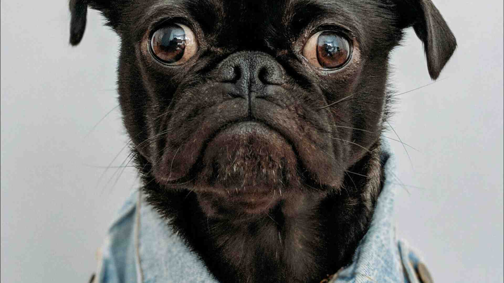 Sono nemico degli animali, ma certi cani snaturati rispetto all'origine lupesca fanno pietà