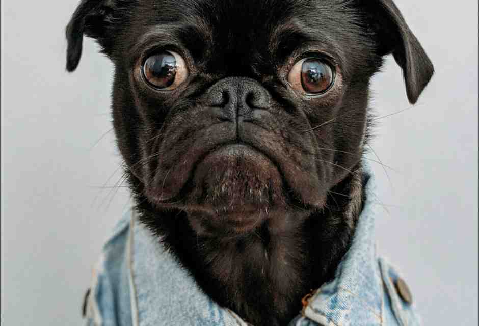 Sono nemico degli animali, ma certi cani snaturati rispetto all'origine lupesca fanno pietà