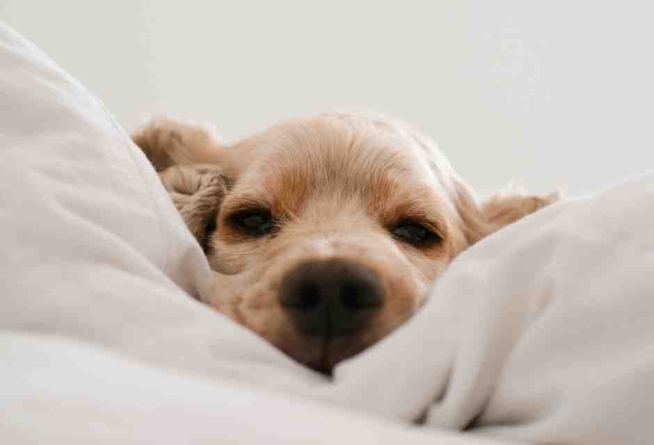 Raccontare il "pensiero cagnolino" con il più antico degli espedienti letterari