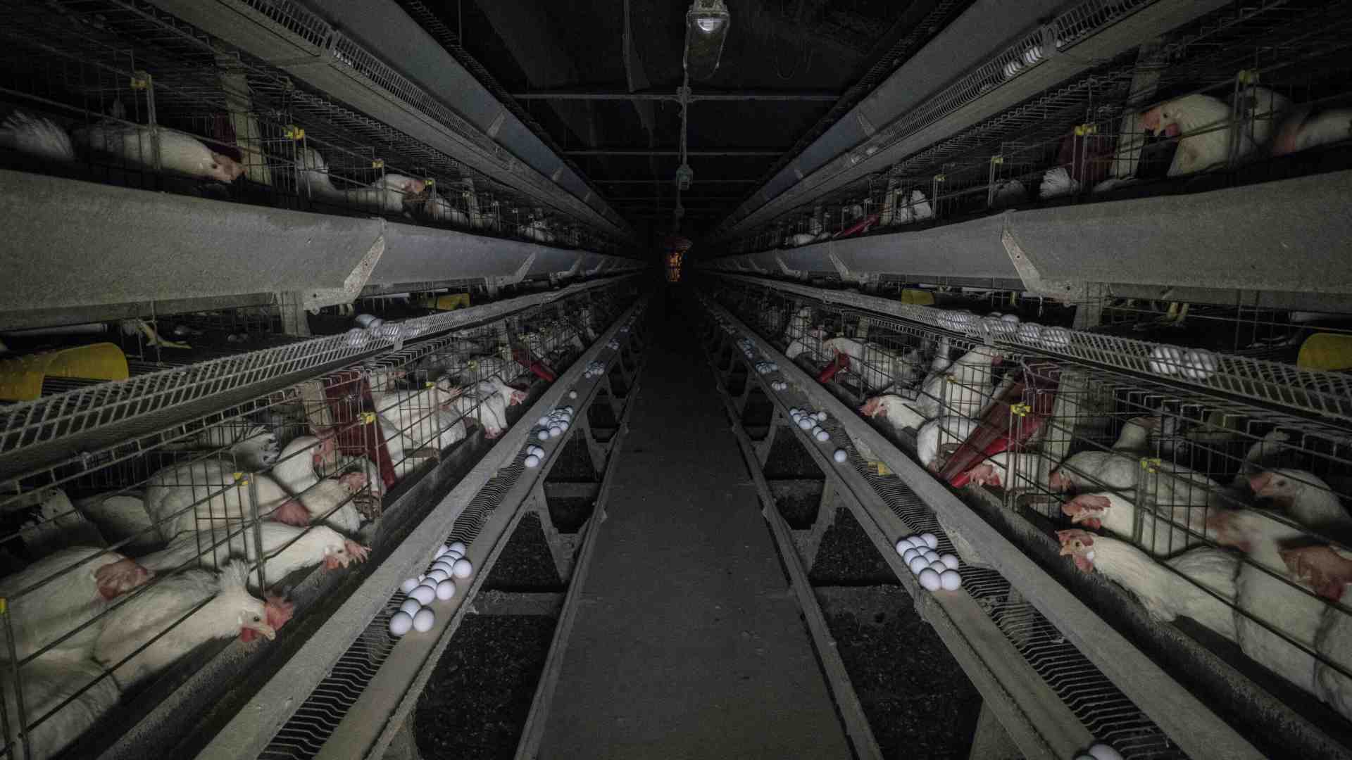 Galline in affitto negli Stati Uniti