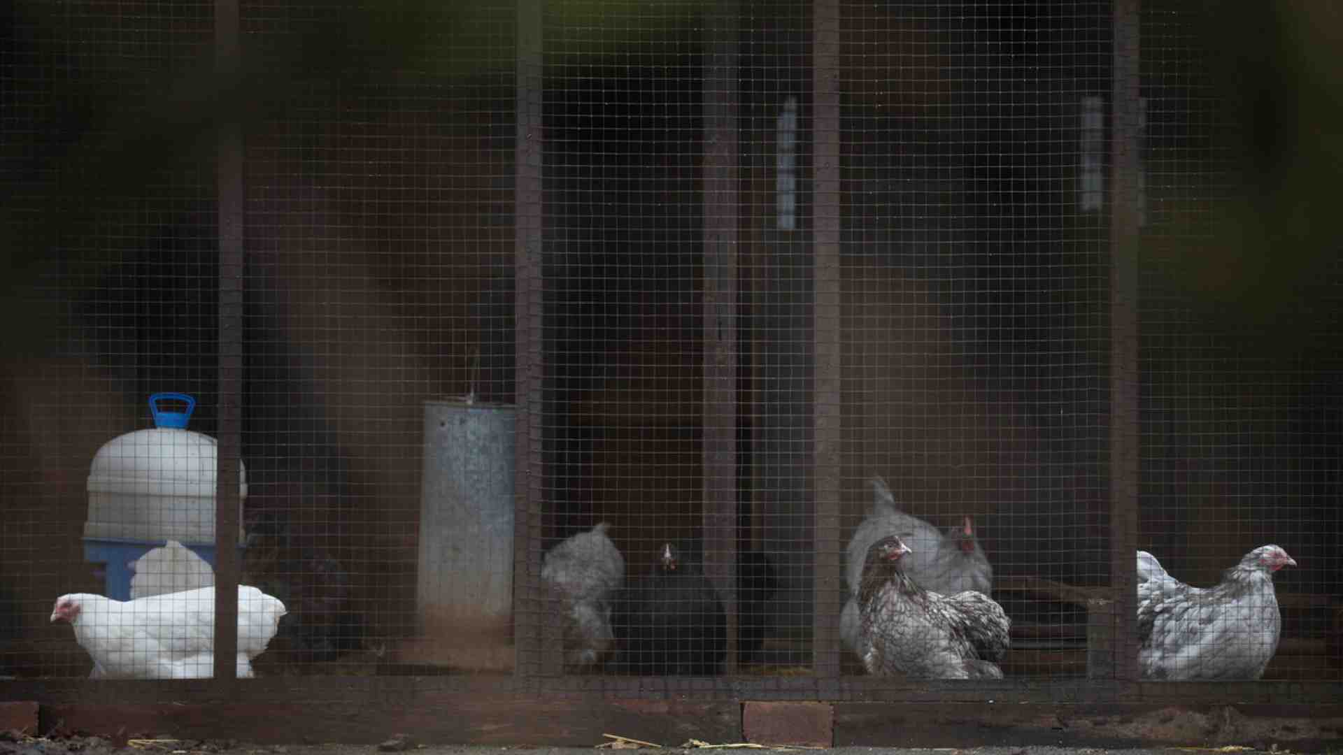 L'influenza aviaria non minaccia solo gli animali, ma la stabilità economica di un intero settore