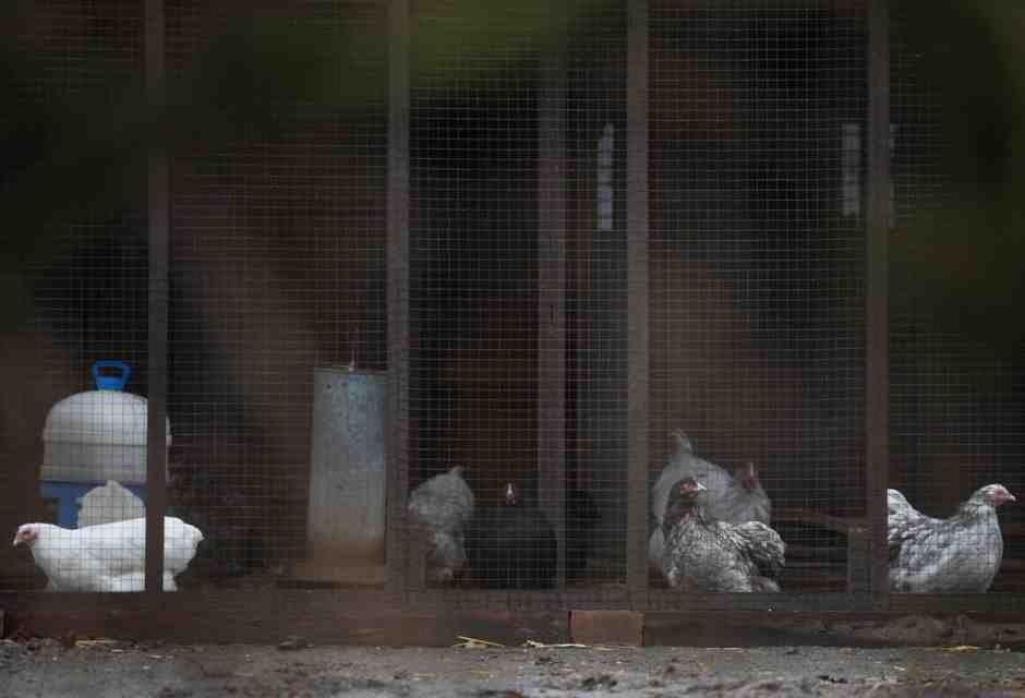 L'influenza aviaria non minaccia solo gli animali, ma la stabilità economica di un intero settore