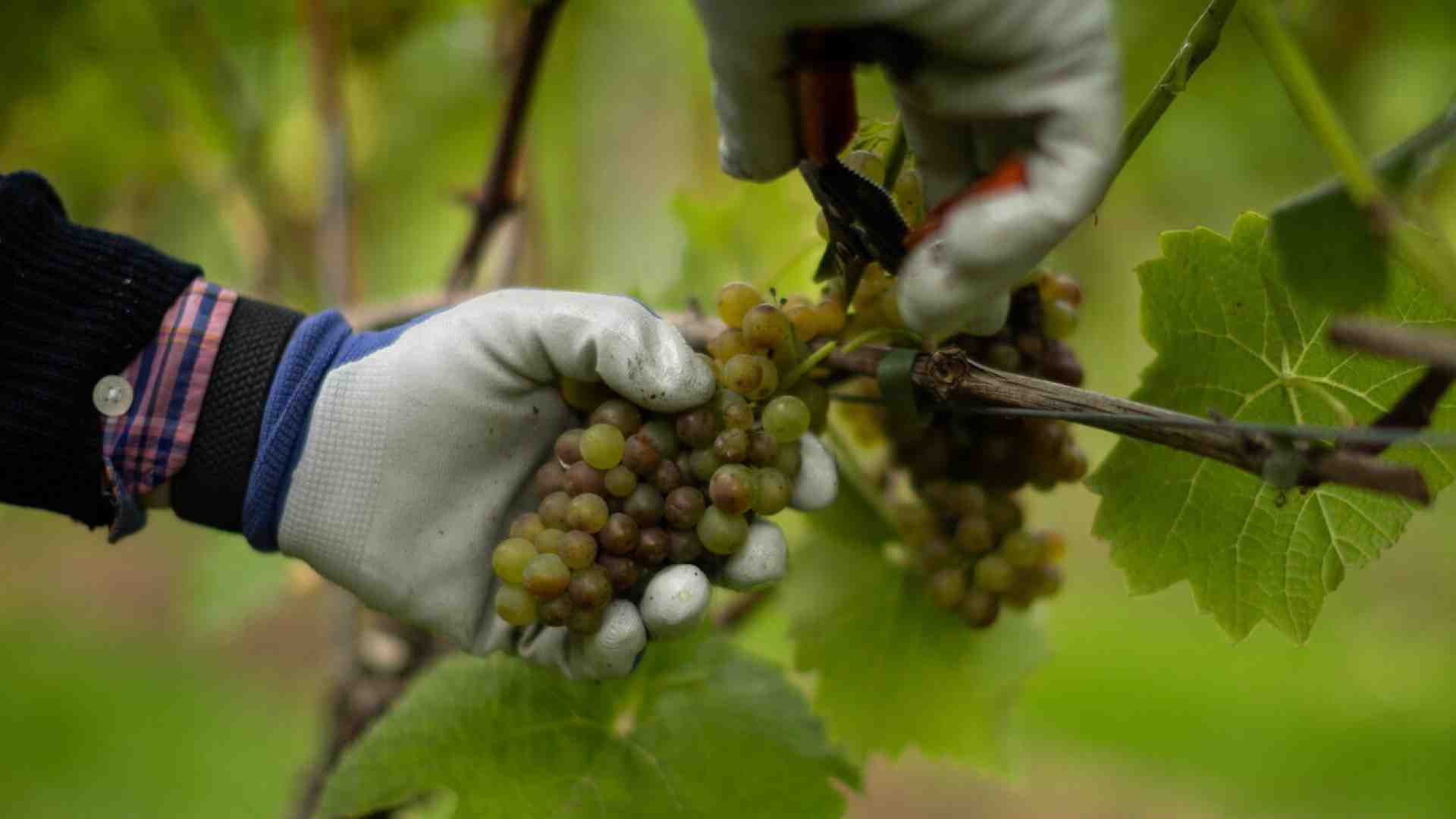 I danni e l'ipocrisia degli ecoterroristi che distruggono piante di vite in Valpolicella